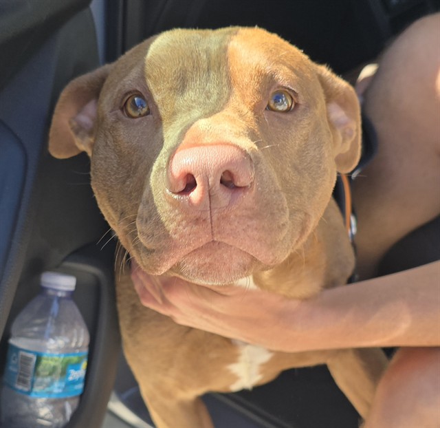 Shelter Stray Male Dog last seen SW 8TH ST & SW 12TH AVE, HALLANDALE BEACH, FLORIDA, 2400 SW 42nd St, Fort Lauderdale, FL 33312, USA