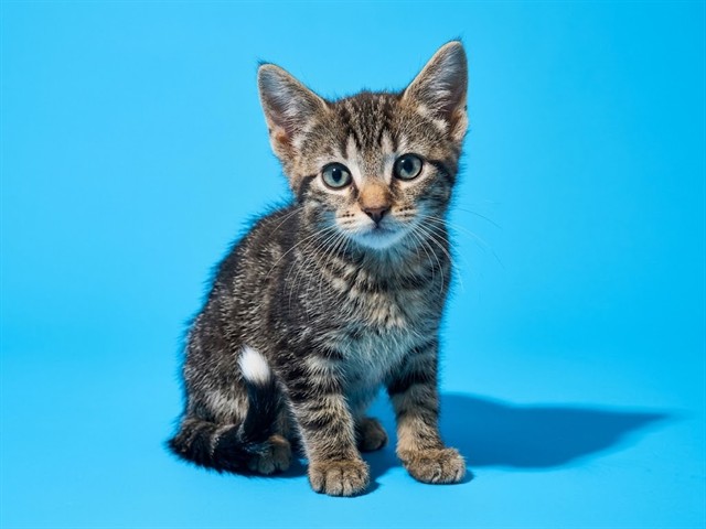 Shelter Stray Female Cat last seen Near BLOCK YERKES ST, 2020 Forest St, Jacksonville, FL 32204, USA
