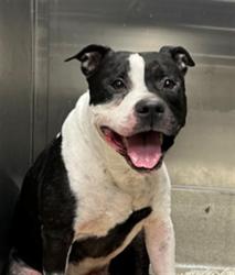 Shelter Stray Male Dog last seen Near BLOCK KNIGHT ST, PARKLAND, FL 33067, 2400 SW 42nd St, Fort Lauderdale, FL 33312, USA