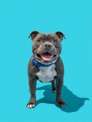 Shelter Stray Male Dog last seen Near BLOCK PIKES PEAKS DR, 2020 Forest St, Jacksonville, FL 32204, USA