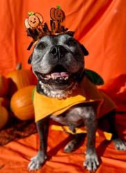 Shelter Stray Female Dog last seen CHARLOTTE, 8315 Byrum Dr, Charlotte, NC 28217, USA