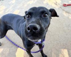 Shelter Stray Female Dog last seen CHARLOTTE, 8315 Byrum Dr, Charlotte, NC 28217, USA