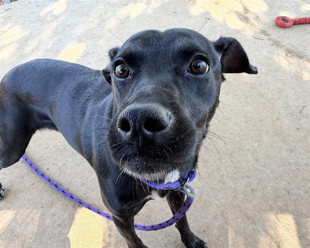 Shelter Stray Female Dog last seen CHARLOTTE, 8315 Byrum Dr, Charlotte, NC 28217, USA