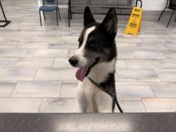 Shelter Stray Male Dog last seen CHARLOTTE, 8315 Byrum Dr, Charlotte, NC 28217, USA