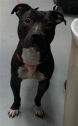 Shelter Stray Male Dog last seen Near BLOCK CAMWHEEL DR, HOPE MILLS NC 28348, 4704 Corporation Dr, Fayetteville, NC 28306, USA