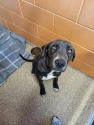Shelter Stray Male Dog last seen VALDORA AND SANFORD, 3001 2nd St SW, Albuquerque, NM 87105, USA