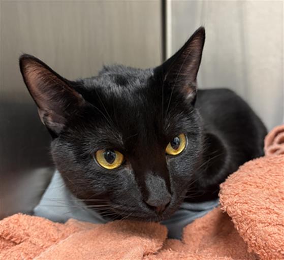 Shelter Stray Female Cat last seen Near, 5001 E Raymond St, Indianapolis, IN 46203, USA