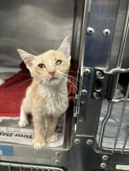 Shelter Stray Male Cat last seen Near BLOCK N. STATE ST. HEMET, 581 S Grand Ave, San Jacinto, CA 92582, USA