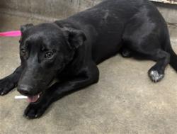 Shelter Stray Female Dog last seen , 14409 Vanowen St, Van Nuys, CA 91405, USA