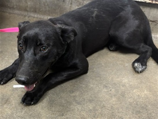 Shelter Stray Female Dog last seen , 14409 Vanowen St, Van Nuys, CA 91405, USA