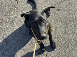Shelter Stray Male Dog last seen , 14409 Vanowen St, Van Nuys, CA 91405, USA