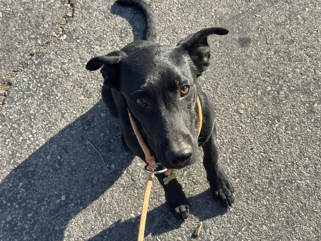 Shelter Stray Male Dog last seen , 14409 Vanowen St, Van Nuys, CA 91405, USA