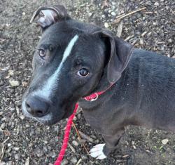 Shelter Stray Male Dog last seen Near BLOCK MONTANA AVE, 3528 Newburg Rd, Louisville, KY 40218, USA