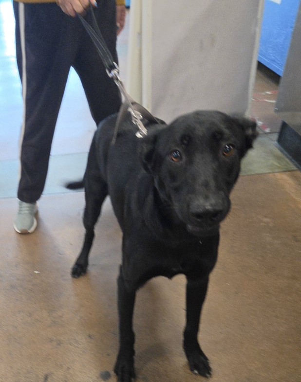 Shelter Stray Female Dog last seen , 14409 Vanowen St, Van Nuys, CA 91405, USA