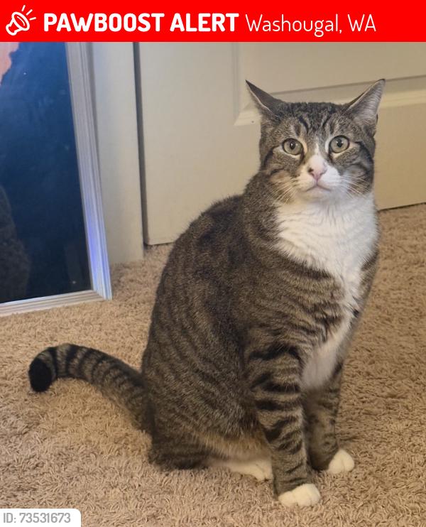 Lost Male Cat last seen washougal high school, Washougal, WA 98671