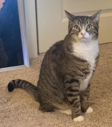 Lost Male Cat last seen washougal high school, Washougal, WA 98671