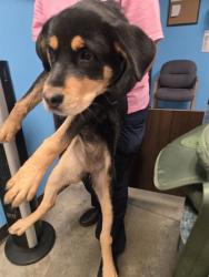 Shelter Stray Female Dog last seen ALLEN RD BAKERSFIELD, 201 S Mt Vernon Ave, Bakersfield, CA 93307, USA