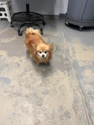Shelter Stray Male Dog last seen Near BLOCK DIXIE DR, TALLAHASSEE FL 32304, 1125 Easterwood Dr, Tallahassee, FL 32311, USA