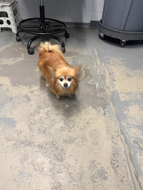 Shelter Stray Male Dog last seen Near BLOCK DIXIE DR, TALLAHASSEE FL 32304, 1125 Easterwood Dr, Tallahassee, FL 32311, USA