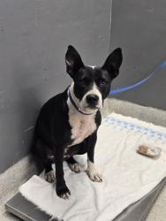 Shelter Stray Female Dog last seen Near BLOCK RAVENA RD, TALLAHASSEE FL 32309, 1125 Easterwood Dr, Tallahassee, FL 32311, USA