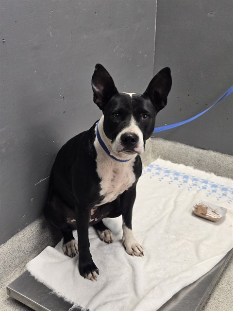 Shelter Stray Female Dog last seen Near BLOCK RAVENA RD, TALLAHASSEE FL 32309, 1125 Easterwood Dr, Tallahassee, FL 32311, USA