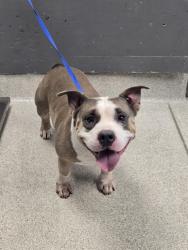 Shelter Stray Male Dog last seen Near BLOCK ELEANOR DR, TALLAHASSEE FL 32301, 1125 Easterwood Dr, Tallahassee, FL 32311, USA