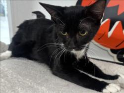 Shelter Stray Female Cat last seen , 957 N Gaffey St, San Pedro, CA 90731, USA