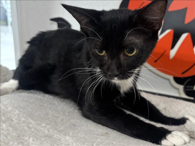 Shelter Stray Female Cat last seen , 957 N Gaffey St, San Pedro, CA 90731, USA