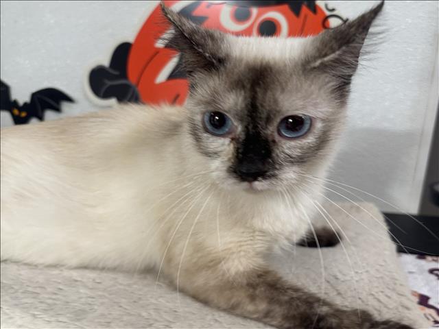Shelter Stray Female Cat last seen , 957 N Gaffey St, San Pedro, CA 90731, USA