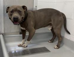 Shelter Stray Male Dog last seen Near BLOCK E OLIVE AVE, FRESNO, CA 93702, 5277 E Airways Blvd, Fresno, CA 93727, USA