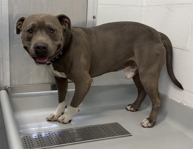 Shelter Stray Male Dog last seen Near BLOCK E OLIVE AVE, FRESNO, CA 93702, 5277 E Airways Blvd, Fresno, CA 93727, USA
