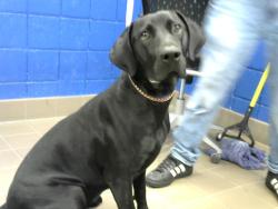 Shelter Stray Female Dog last seen TRAMWAY AND COPPER, 8920 Lomas Blvd NE, Albuquerque, NM 87112, USA
