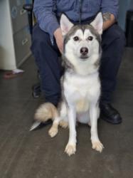 Shelter Stray Female Dog last seen , West Valley Animal Shelter, 20655 Plummer St, Chatsworth, CA 91311, USA