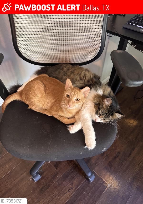 Lost Male Cat last seen Red bird ln & cockrell hill rd, Dallas, TX 75237