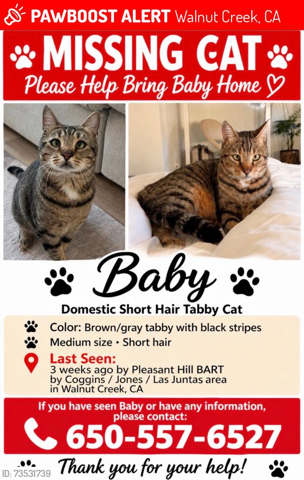 Lost Male Cat last seen Pleasant Hill BART, Walnut Creek, CA 94597