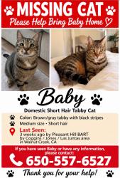 Lost Male Cat last seen Pleasant Hill BART, Walnut Creek, CA 94597
