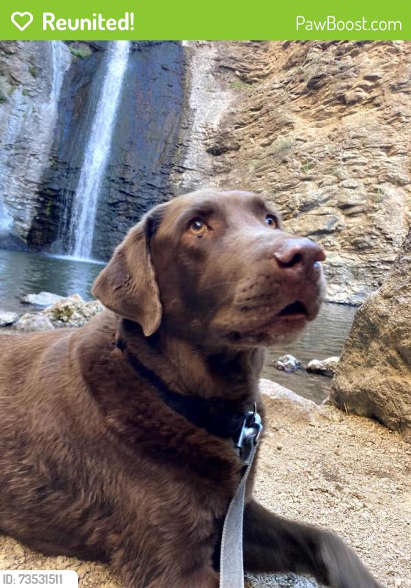 Reunited Male Dog last seen overland and roosevelt, Boise, ID 83705