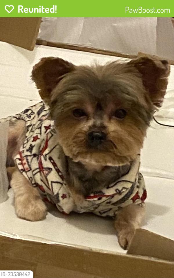 Reunited Male Dog last seen Near Titan st, Philadelphia, PA 19146