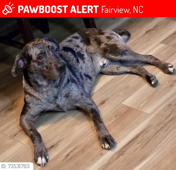 Lost Male Dog last seen Old Fort Road, Fairview, NC 28730