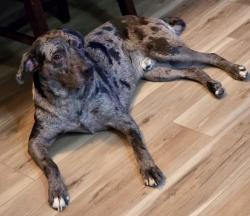 Lost Male Dog last seen Old Fort Road, Fairview, NC 28730