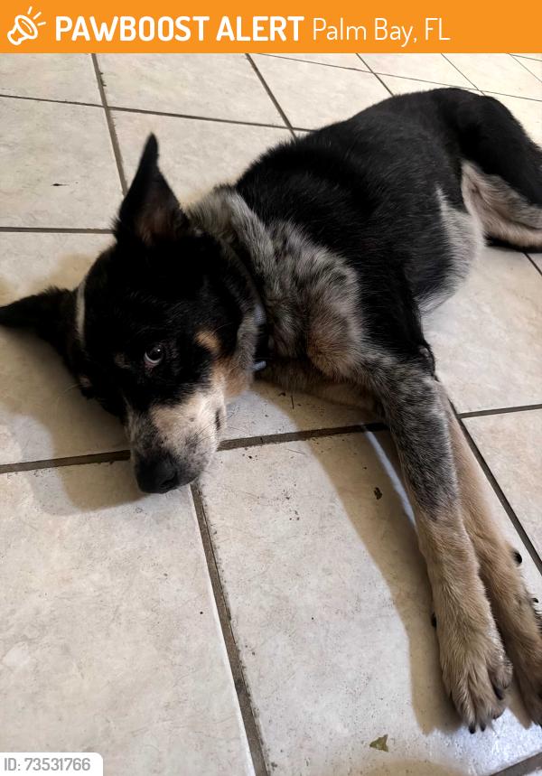 Found/Stray Female Dog last seen Boc circle / Furth, Palm Bay, FL 32905