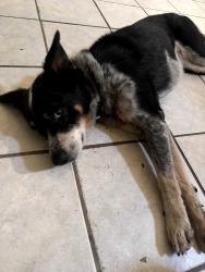Found/Stray Female Dog last seen Boc circle / Furth, Palm Bay, FL 32905