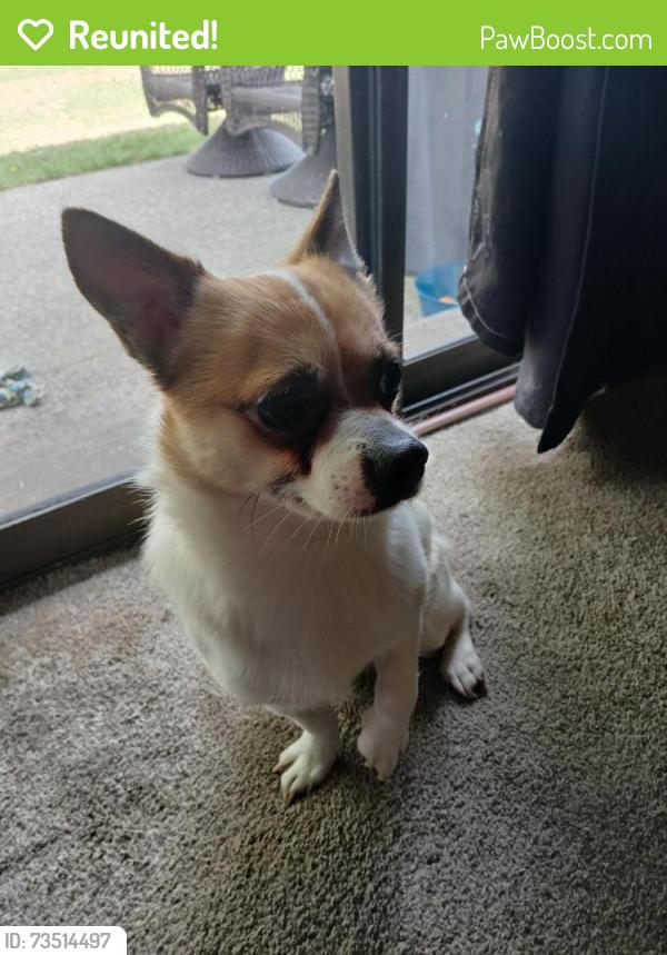 Reunited Male Dog last seen Waller rd E next to the train tracks, Tacoma, WA 98446