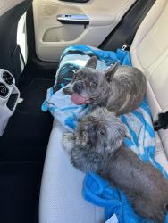 Reunited Unknown Dog last seen Pritchard Court and Dewing, McKinley Mills, Raleigh, Raleigh, NC 27616