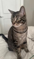 Lost Male Cat last seen gustavo's norton commons, Prospect, KY 40059