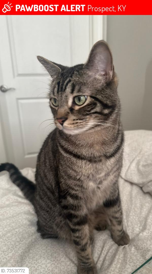 Lost Male Cat last seen gustavo's norton commons, Prospect, KY 40059