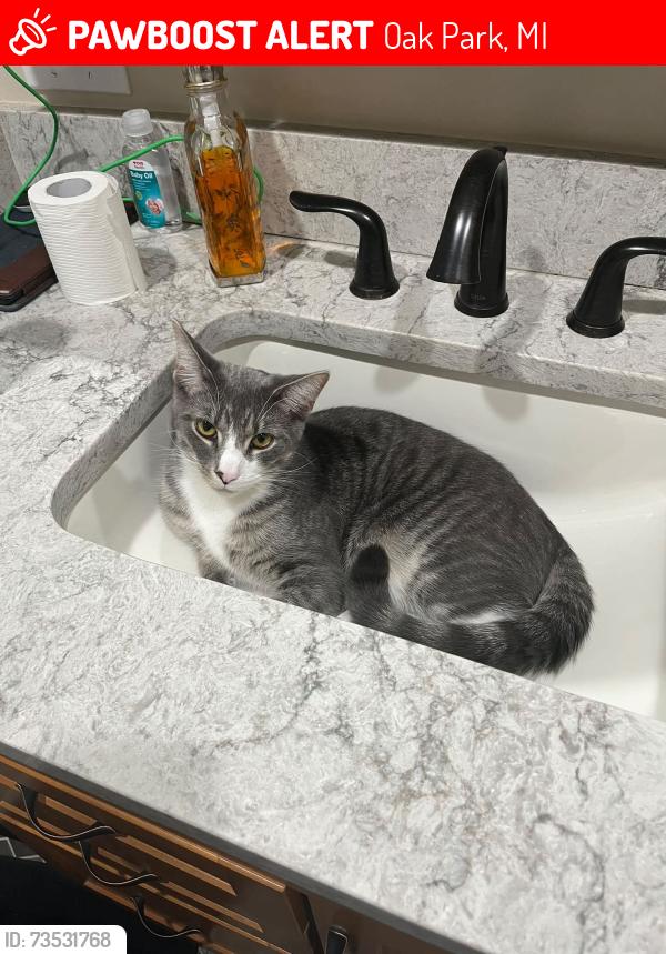 Lost Male Cat last seen Rensselaer and Northfield, Oak Park, MI 48237