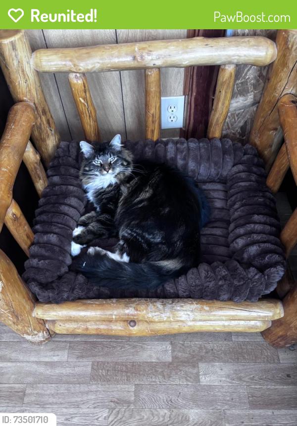Reunited Male Cat last seen By the dollar general, Knoxville, TN 37924