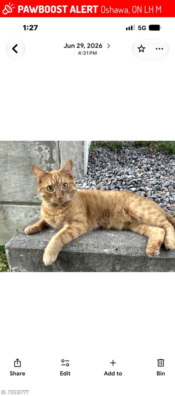 Lost Male Cat last seen Wilson /Bloor east, Oshawa, ON L1H 3M8