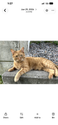 Lost Male Cat last seen Wilson /Bloor east, Oshawa, ON L1H 3M8